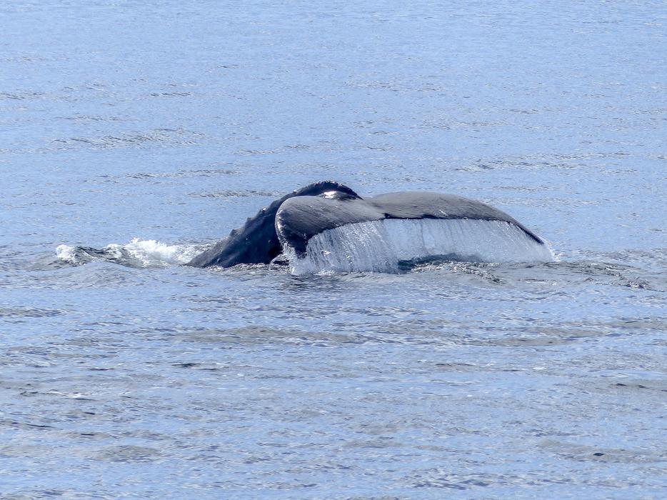big whale tail in the ocean