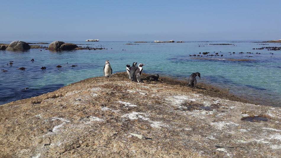 Penguins Beach Tropical