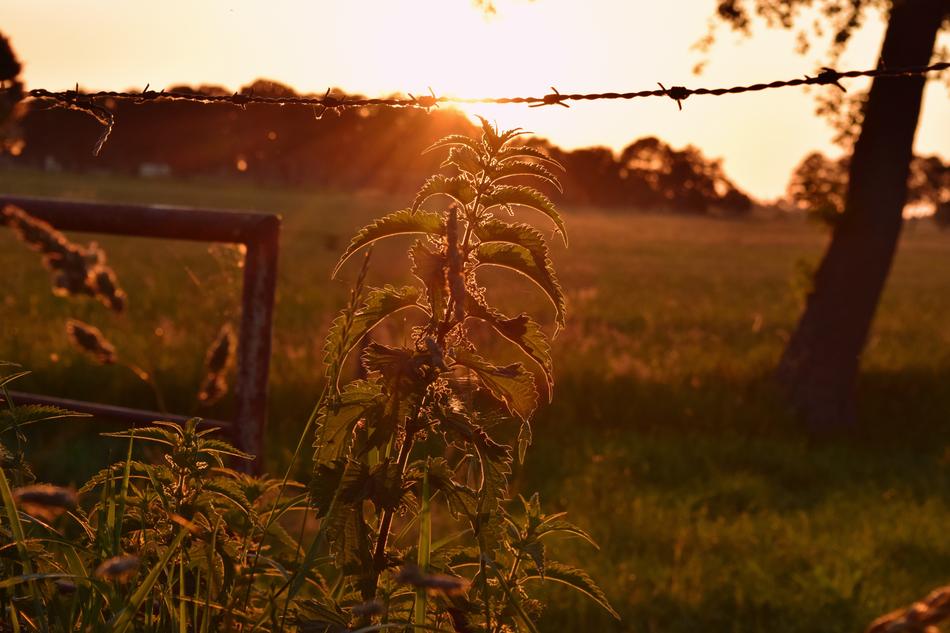 Evening Backlighting Brennessel