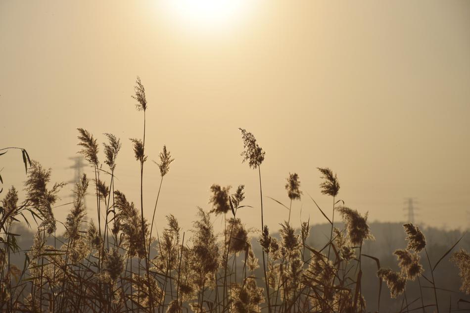 Reed Sunshine Sunset