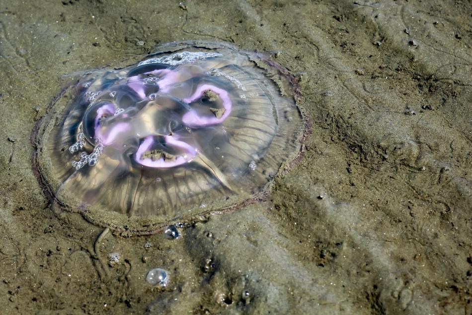 Jellyfish North Sea Beach