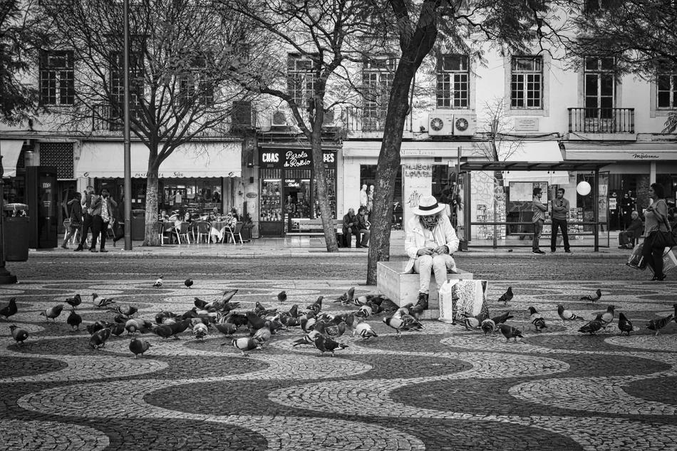 Pigeons Pedestrian Area Birds