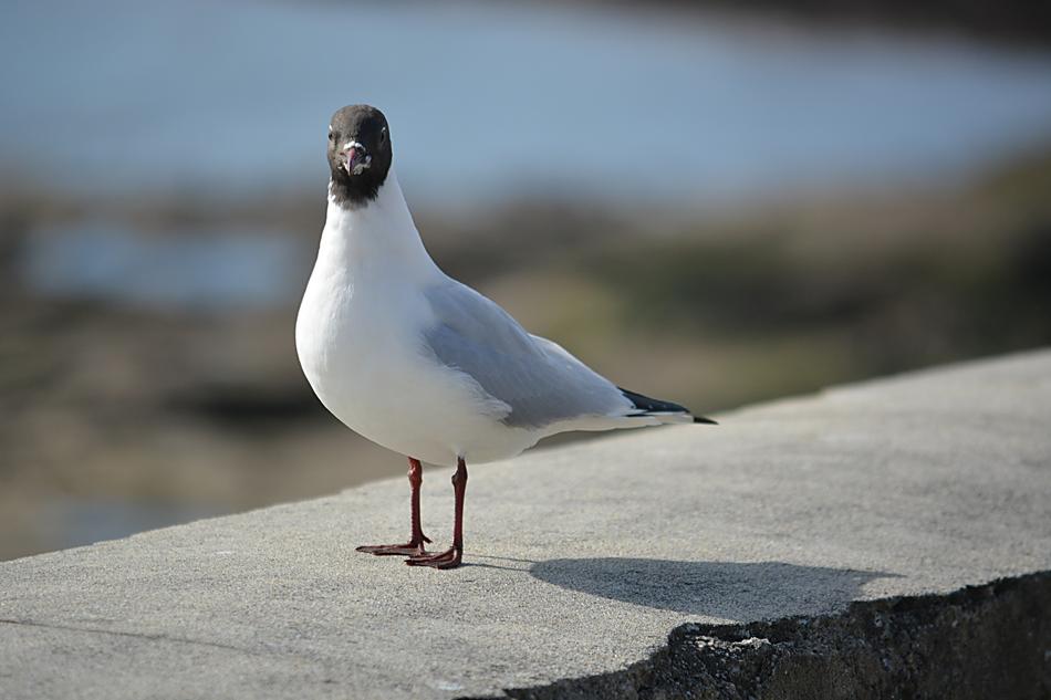 Bird Tern Seagull