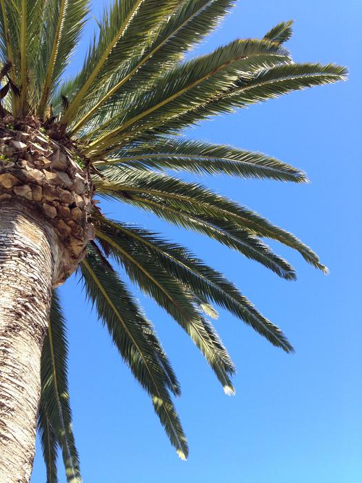palm tree against the sky