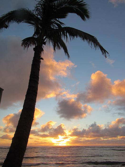 Palm Tree