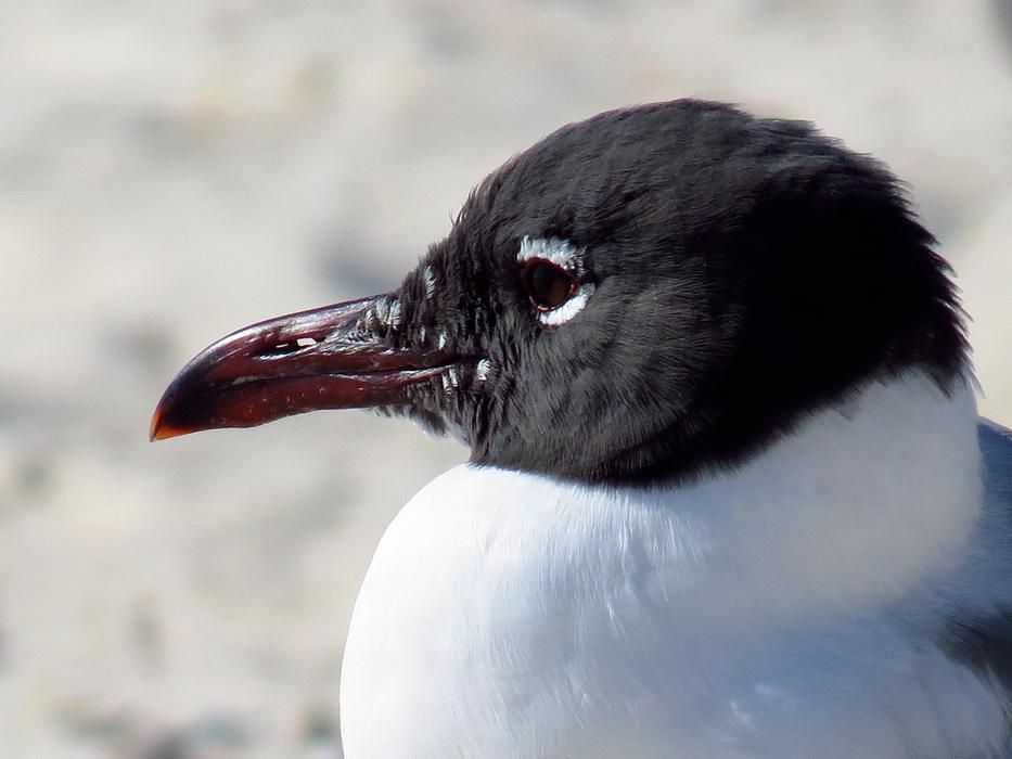 cute chick on the beach