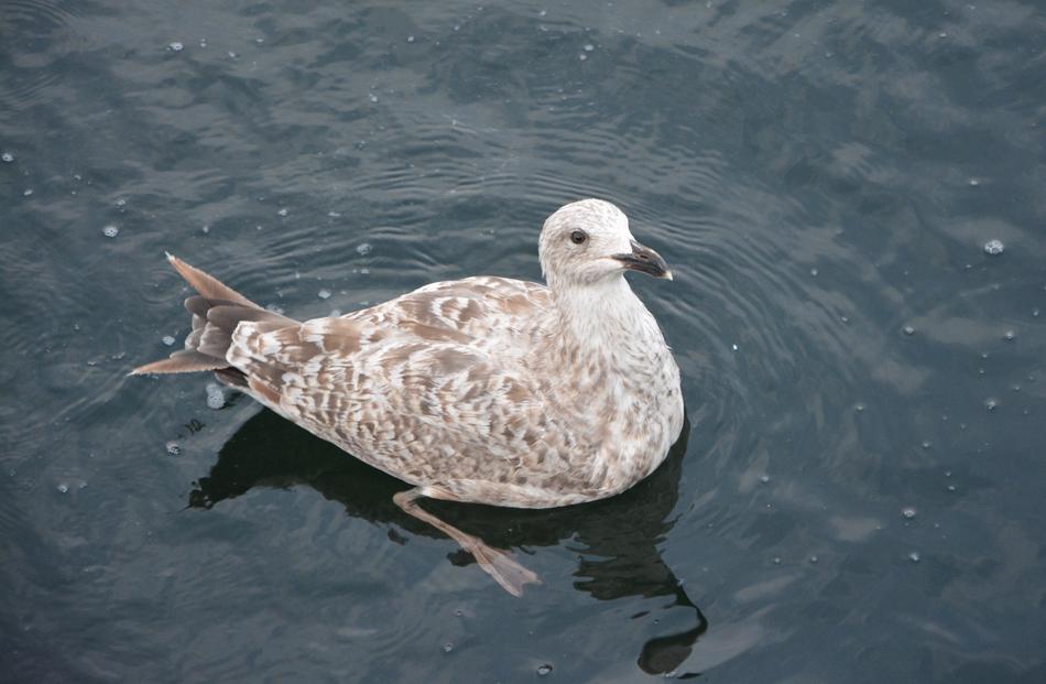 floating bird in a lake