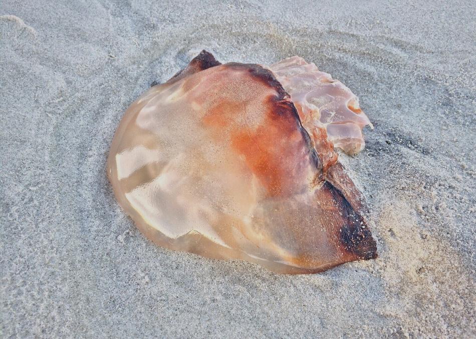 orange jellyfish washed ashore