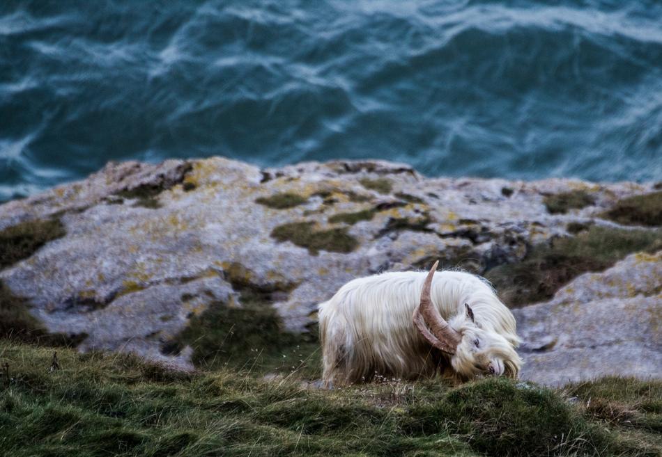 Animal Grass Herbivore