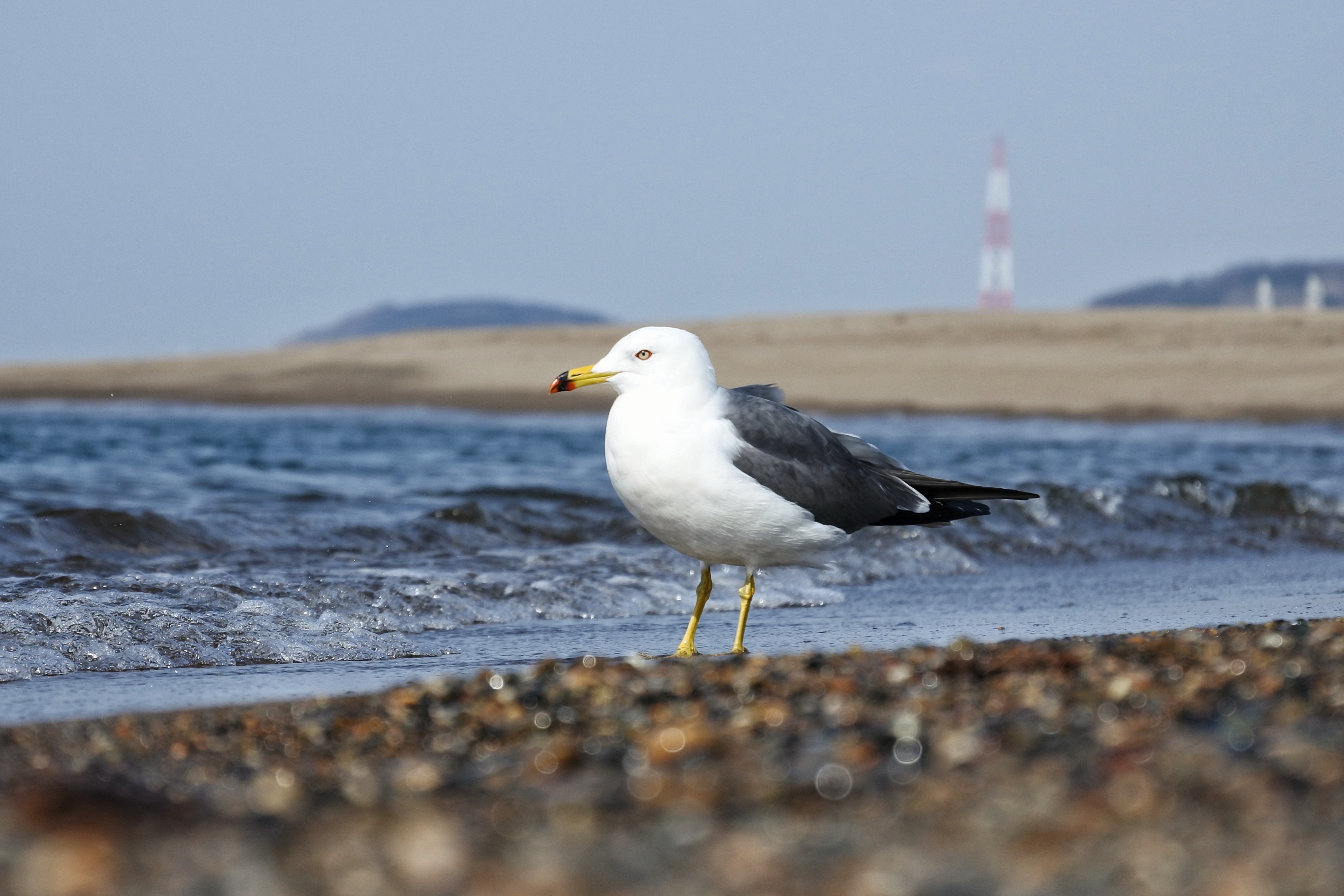 Animal Sea Beach free image download