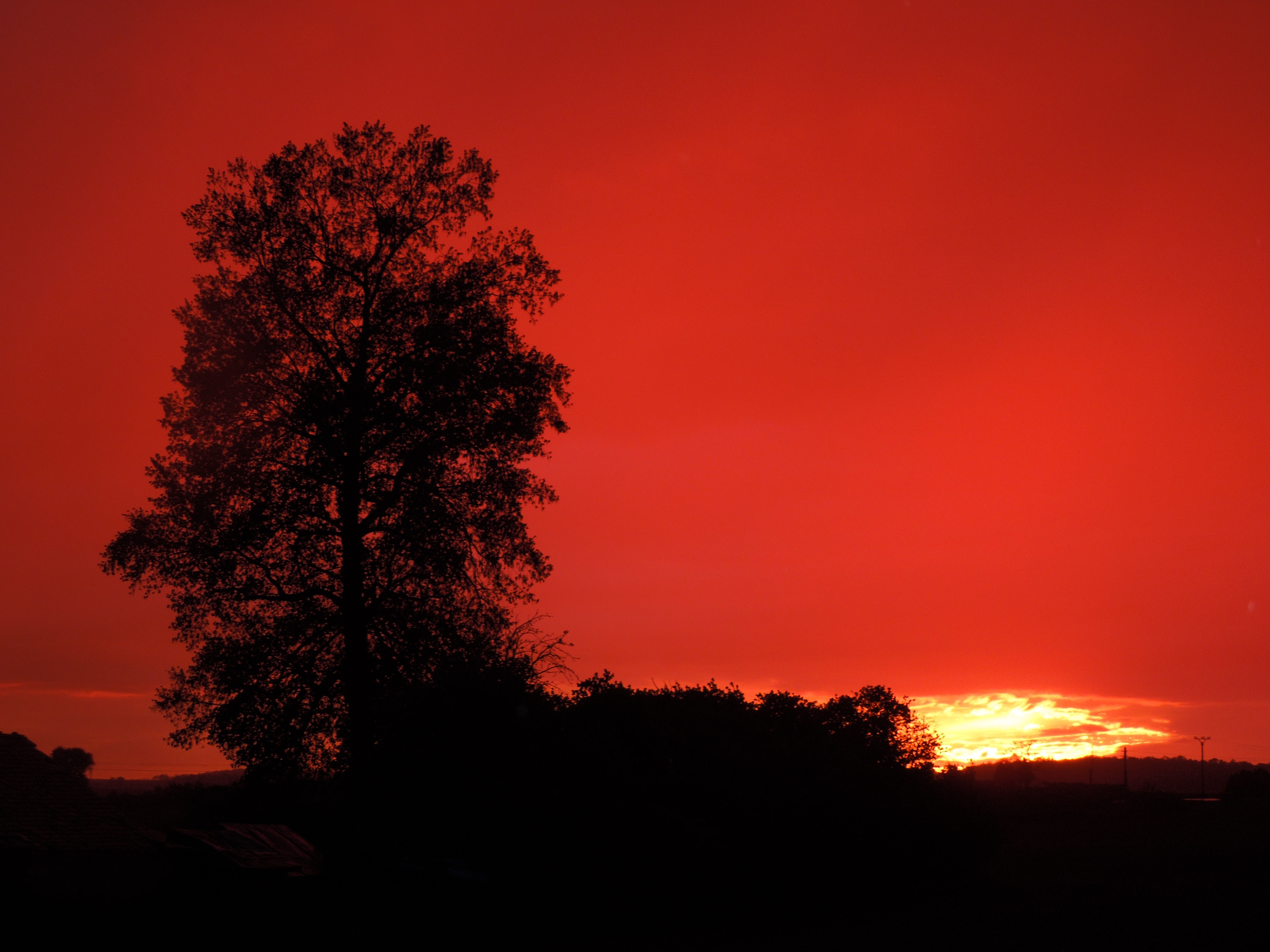 Деревья и красный закат
