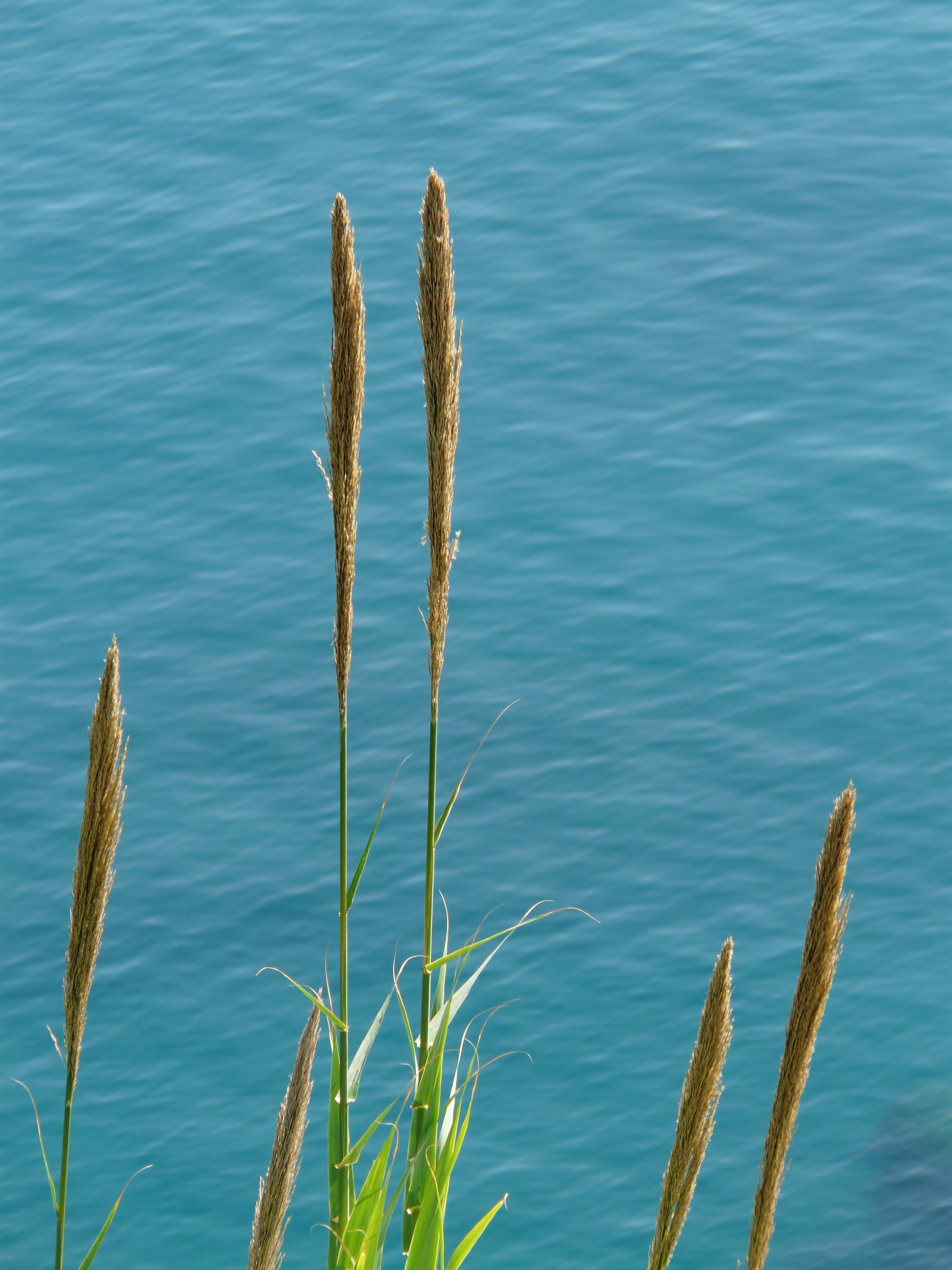 Rush Grass Plant free image download