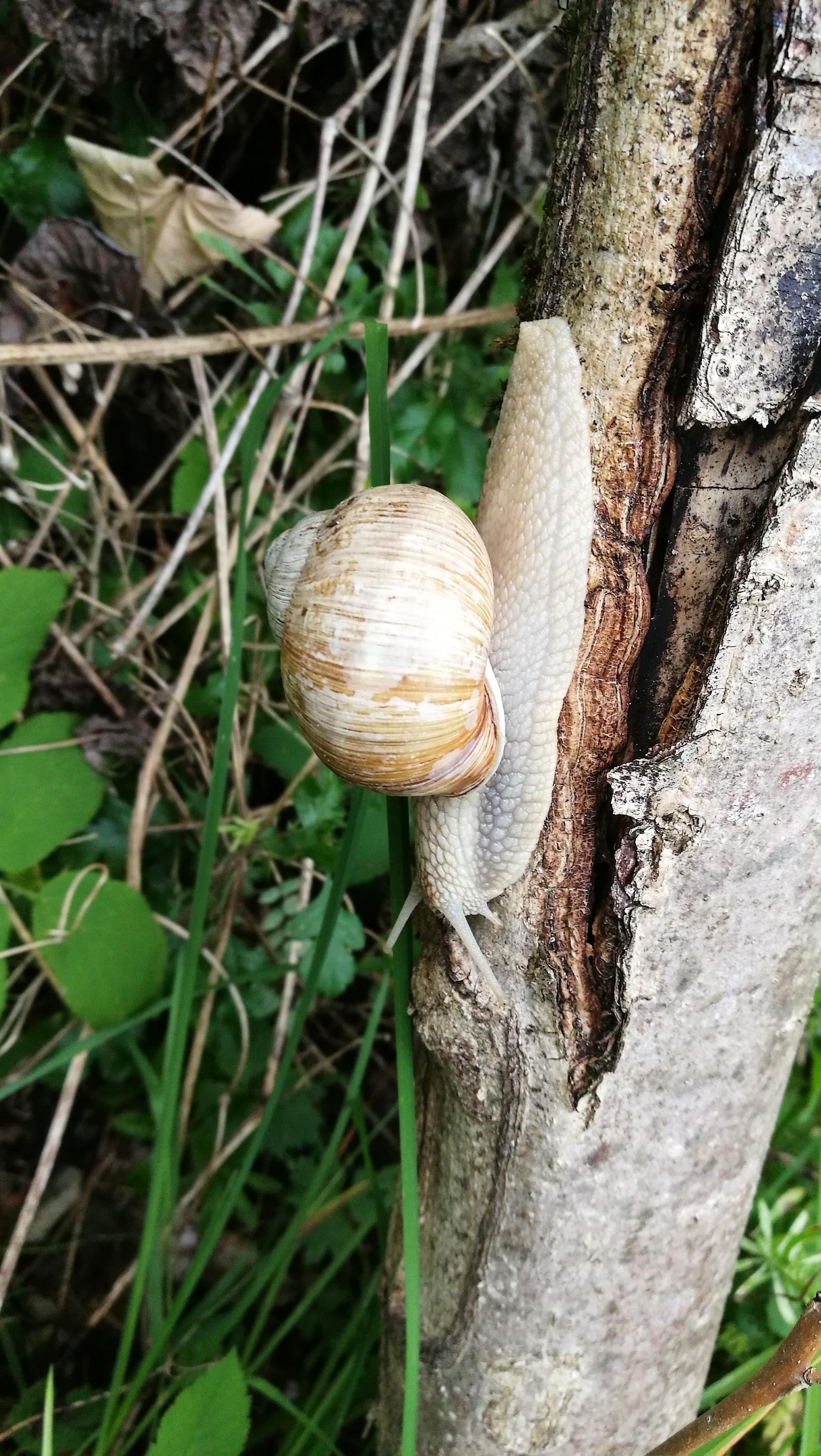 Snail Nature Shell free image download