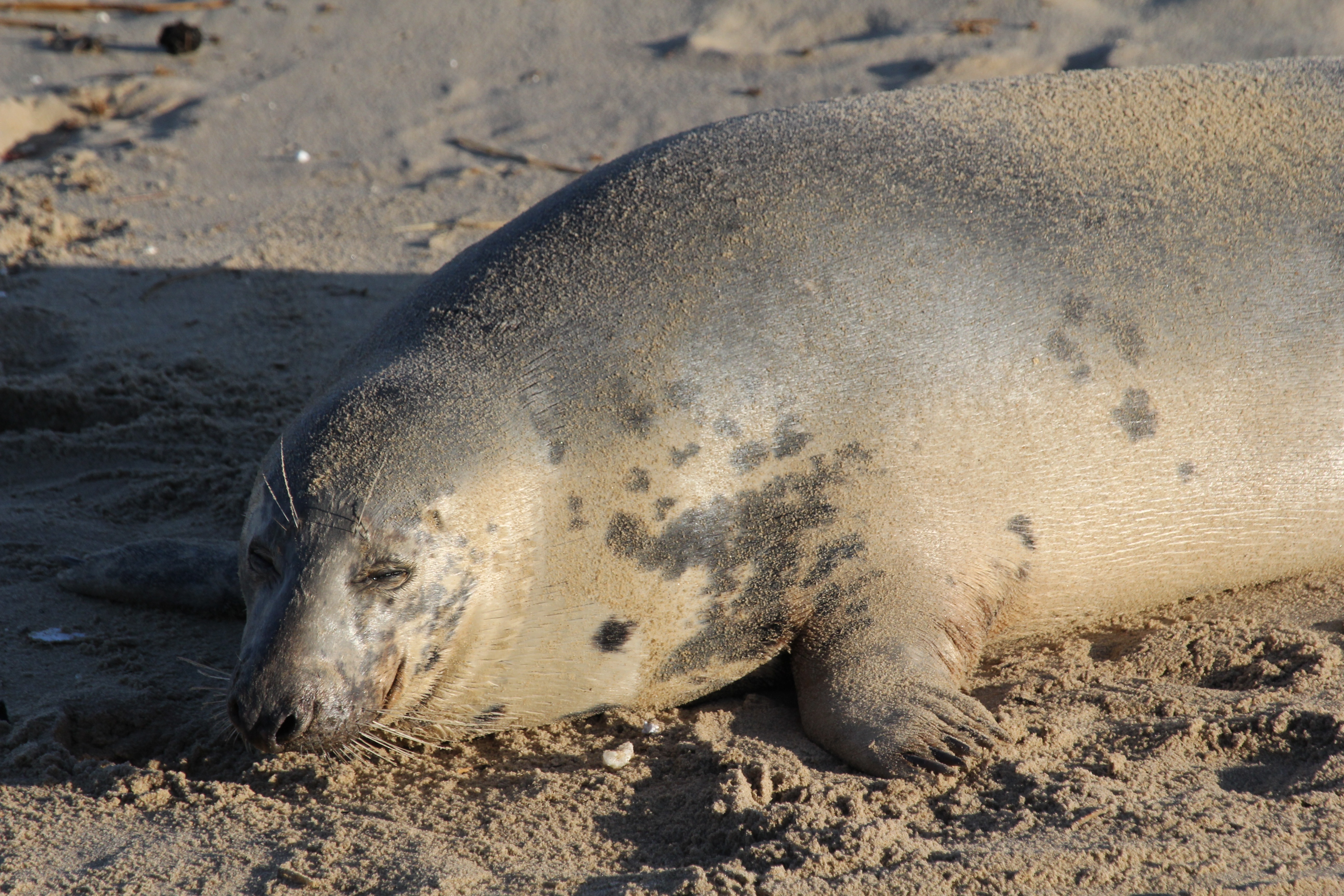 Backpage Seal Beach