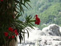 red flowers on a tree pole