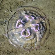 colored jellyfish in the sand