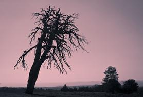 Tree Nature Outdoors