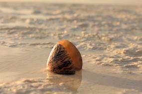 Snail Sand The Sea