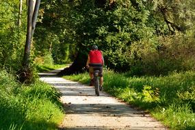 Cycling Cyclists Forest