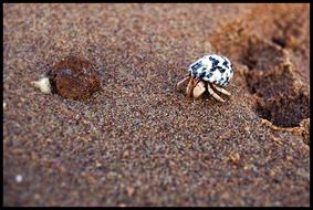 Cancer Sand Holiday