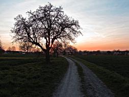 lonely tree by the road