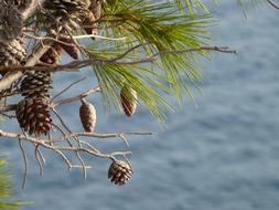 cones on tree branches