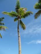 palm trees in the blue sky