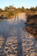 sand silhouette bushes