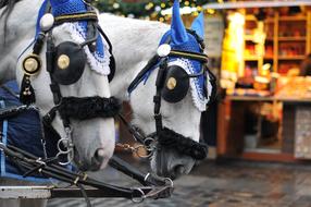 Horses Animals Horse Buggy