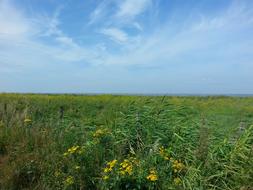 grassy field with clouds