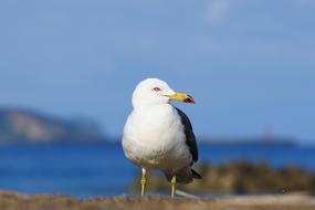 white wild gull by the sea