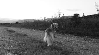 Fluffy pet dog walks