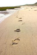 Beach Footprints North Sea