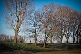 Trees Nature Landscape