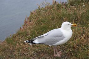 seagull grass sea