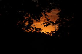 silhouette of tree leaves in the forest