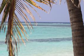 Palm Sea Views Idyllic