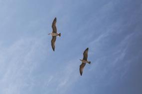 Flying birds in the blue sky