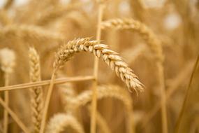 Wheat Sunset Harvest Fruit