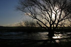 silhouette of trees on the beach