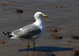 beautiful seagull on a sandy beach