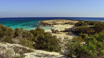 bushes sand beach sea