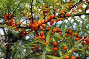 Sea Buckthorn Fruits Berries
