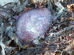 bubbly jellyfish in the grass