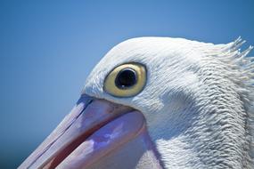 white pelican eye