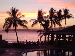 silhouette of palm trees on the beach