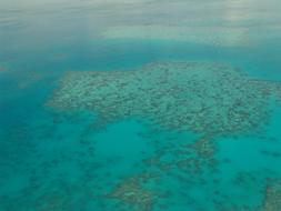 Great Barrier Reef Diving Coral