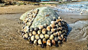 seashells stone sea sand