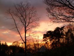 branches clouds trees