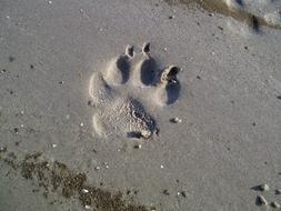 Dog Paw print on wet grey sand